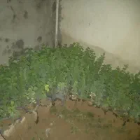 نهال درخت کنار