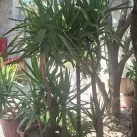 گل یوفگا
