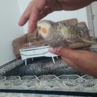 عروس هلندی ۳ ماه