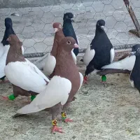 کبوتر سینه سرخ و سیاه کفتر