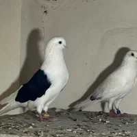 یک جفت دوکت و سیاه سینه پرستویی