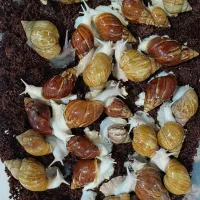 فروش ویژه حلزون