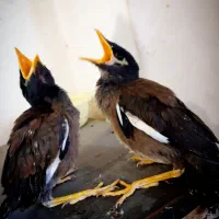 جوجه مینا اصل افغان