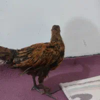 جوجه فروشی