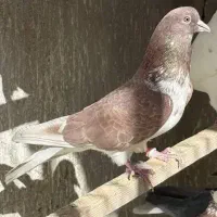 پرنده کفتر
