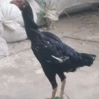 مرغ لاری تخمگذار عالی اصل افغان