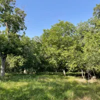 زمین به متراژ ۶۰۰متر دارای آب برق گاز،درختان گردو