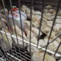 فروش جوجه گوشتی راس