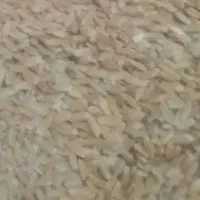 گندم دیم بسیار تمیز