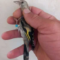 سهره
