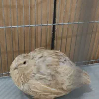 بلدرچین