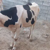 گاونر|حیوانات مزرعه|رامهرمز, |دیوار
