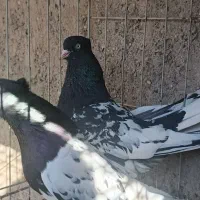 کله سیاه نرو ماده