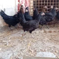 فریح محلی زیر مرغی
