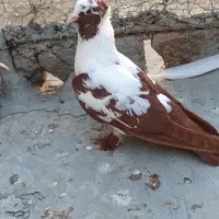 ککیلی نر