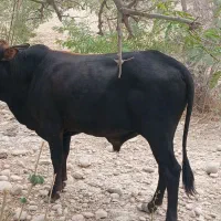 گاو خوب وعالی یک عدد گوساله نر