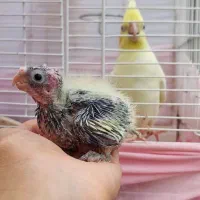عروس هلندی