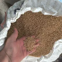 گندم خ ر ی دا رم