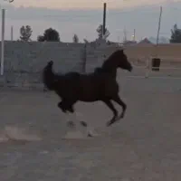 اسب مادیون کرد