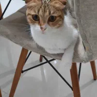 گربه اسکاتیش دورگه