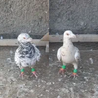 سار