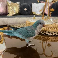 راهب خوشگل و باهوش
