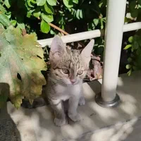 بچه گربه(میکس جگوار )