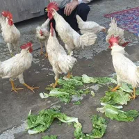 خروس|حیوانات مزرعه|مشهد, شهرک بهارستان|دیوار