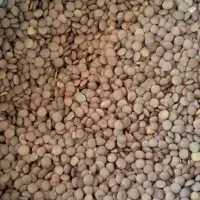 حبوبات،لوبیاریز،لوبیا قرمز،نخود ،عدس|خوردنی و آشامیدنی|داراب, |دیوار