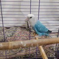 فروش یا معاوضه طوطی کوتوله