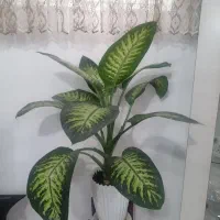 اسباب بازی دیفن باخیا