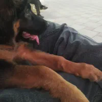 سگ ژرمن