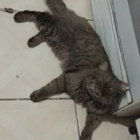 گربه