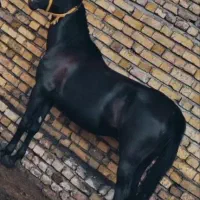 اسب مادیان
