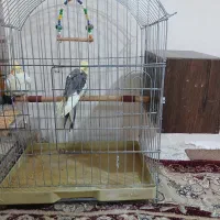 دو تا عروس هلندی