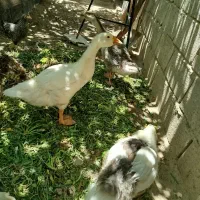 جوجه قوغاز لیندا و بوغلمون