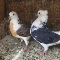 یک جفت کفتر عتیقه