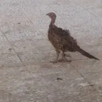 بلدرچین