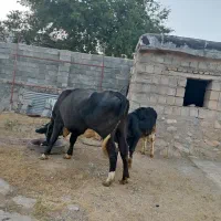 گاو شیری جوان با گوساله هلشتاین