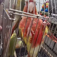 گرینچیک|پرنده|مشهد, محمدآباد|دیوار