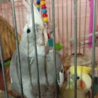 طوطی عروس نر ماده