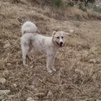 توله سگ