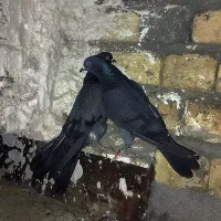 کفتر نر ماده سبز خطی سرخ کاکلی حسابی