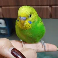 گمشده