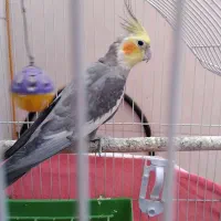 عروس هلندی