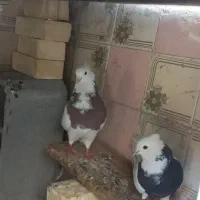 ابو جلال شمالی
