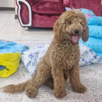 فروش سگ نژاد پودل