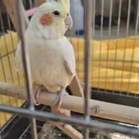 عروس هلندی