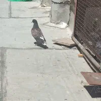 سلام وعرض ادب به عشق بازان ۲عدد جوجه طوقی ودم سفید