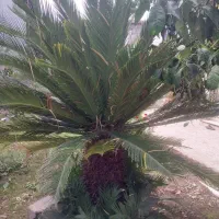 سیکاس ۵ ساله تا ۱۰ ساله